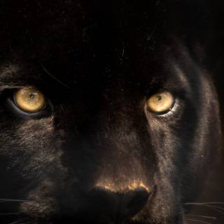 Black panther animal 4k wallpaper
