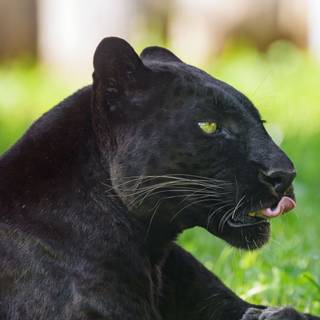 Black panther animal 4k wallpaper