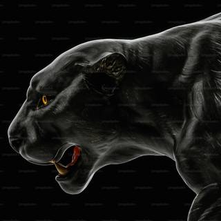 Black panther animal 4k wallpaper