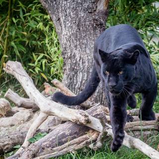 Black panther animal 4k wallpaper