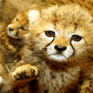 Cute fall animals wallpaper