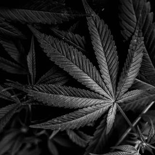 Black and white weed wallpaper