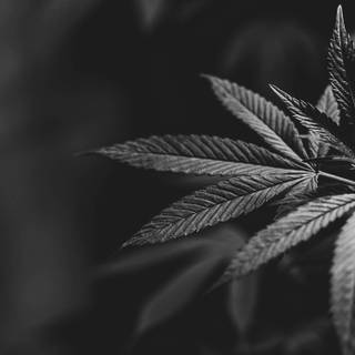 Black and white weed wallpaper