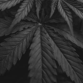 Black and white weed wallpaper