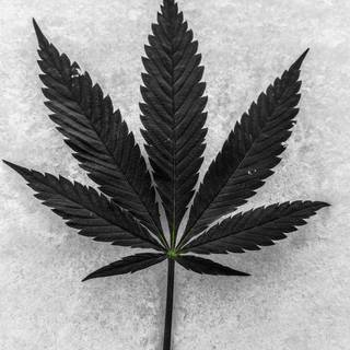 Black and white weed wallpaper