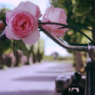 Pink bike wallpaper