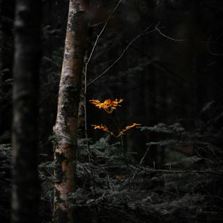 Autumn season black wallpaper