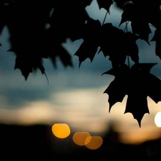 Autumn season black wallpaper