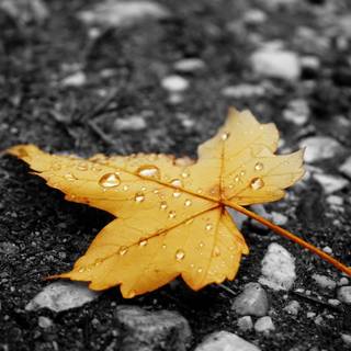 Autumn season black wallpaper