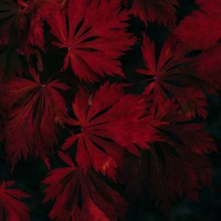 Autumn season black wallpaper