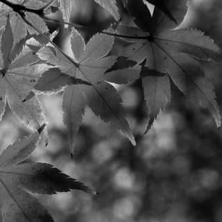 Autumn season black wallpaper