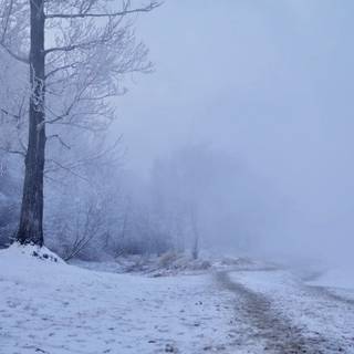 Foggy winter landscape wallpaper