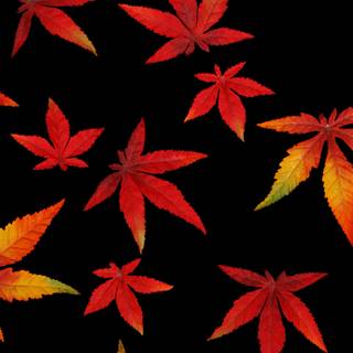 Autumn season black wallpaper