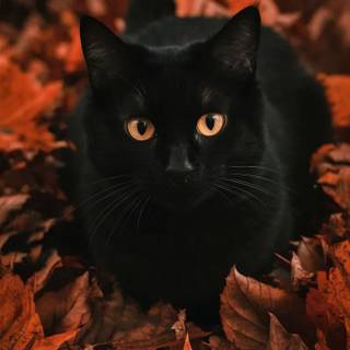 Autumn season black wallpaper