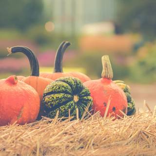 Thanksgiving Windows 11 4k wallpaper