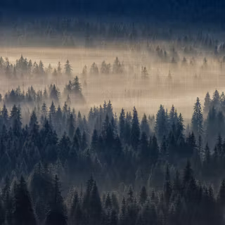 Foggy winter landscape wallpaper
