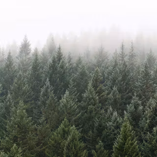 Foggy winter landscape wallpaper