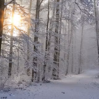 Foggy winter landscape wallpaper