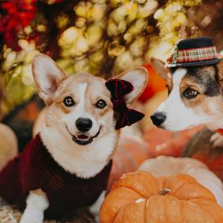 Thanksgiving cat and dog wallpaper