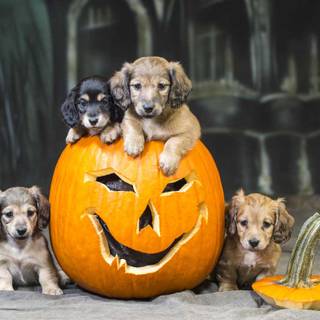 Thanksgiving cat and dog wallpaper