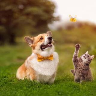 Thanksgiving cat and dog wallpaper