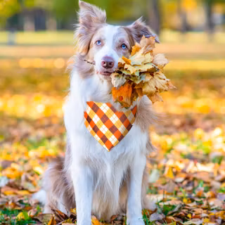 Thanksgiving cat and dog wallpaper