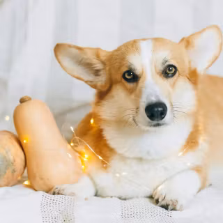 Thanksgiving cat and dog wallpaper