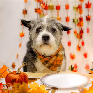 Thanksgiving cat and dog wallpaper
