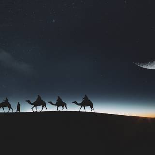 Camel 8k wallpaper