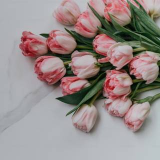 Tulip bouquet wallpaper
