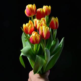Tulip bouquet wallpaper