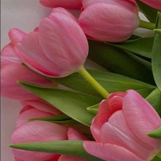 Tulip bouquet wallpaper