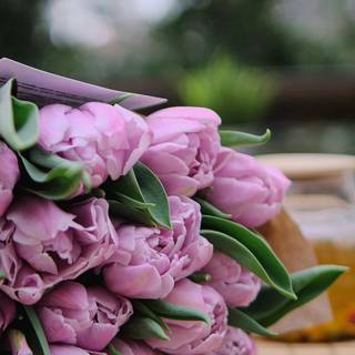 Tulip bouquet wallpaper