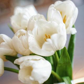 Tulip bouquet wallpaper