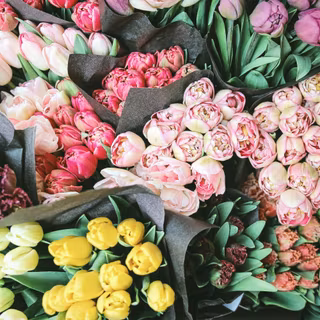 Tulip bouquet wallpaper