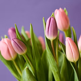 Tulip bouquet wallpaper