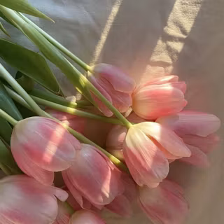 Tulip bouquet wallpaper