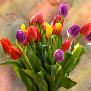 Tulip bouquet wallpaper