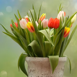 Tulip bouquet wallpaper