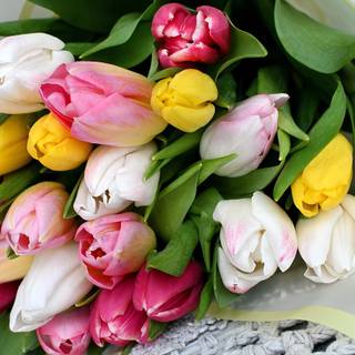 Tulip bouquet wallpaper