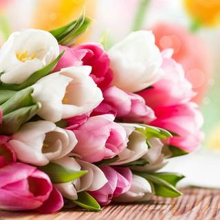 Tulip bouquet wallpaper