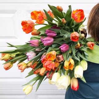 Tulip bouquet wallpaper