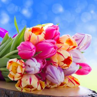 Tulip bouquet wallpaper