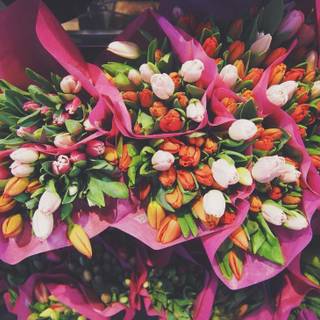 Tulip bouquet wallpaper