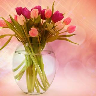 Tulip bouquet wallpaper