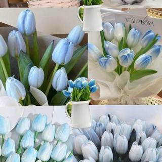 Tulip bouquet wallpaper