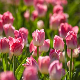 Tulip bouquet wallpaper