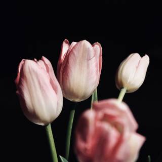 Tulip bouquet wallpaper