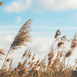 Autumn cloud wallpaper