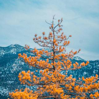 Autumn cloud wallpaper